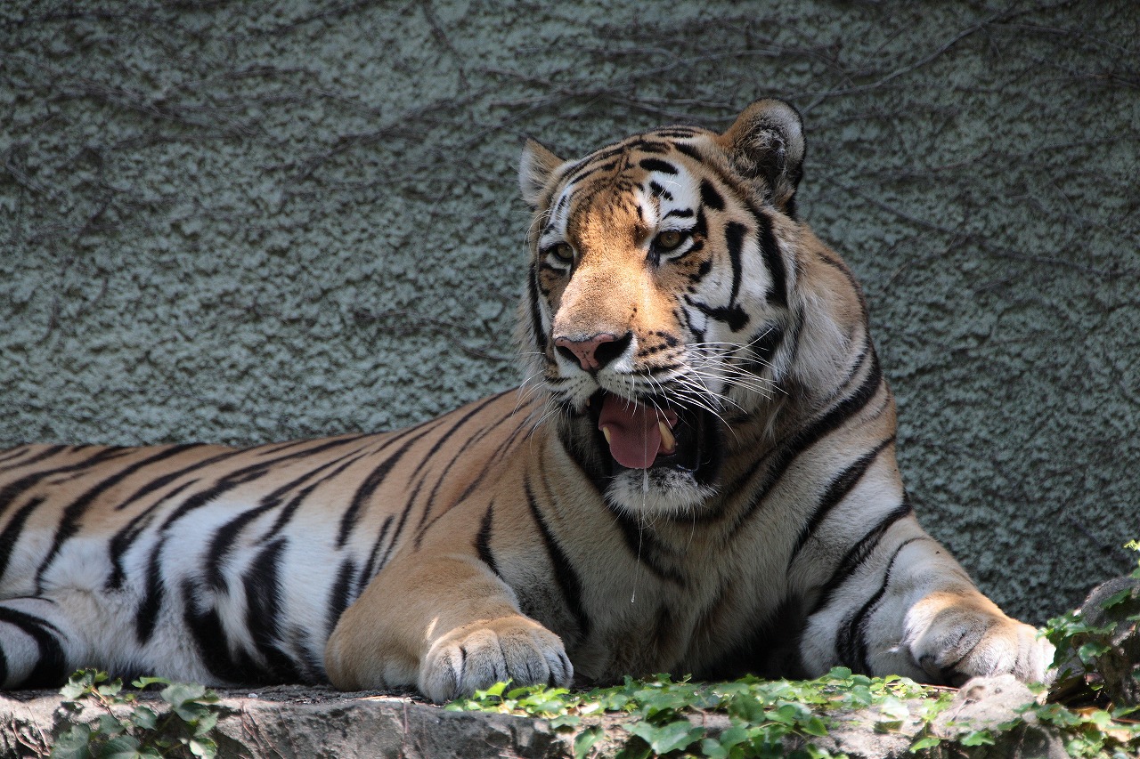 天王寺動物園　　　　　2009　08　19_d0148946_22515676.jpg