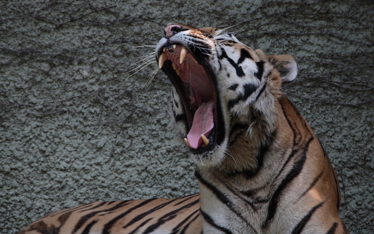 天王寺動物園　　　　　2009　08　19_d0148946_22522251.jpg