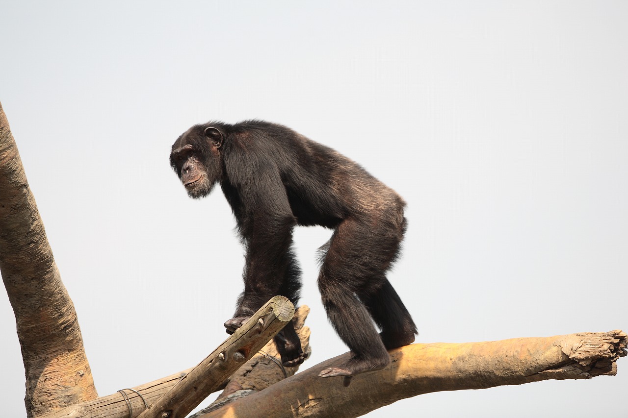 天王寺動物園　　　　　2009　08　19_d0148946_22532258.jpg