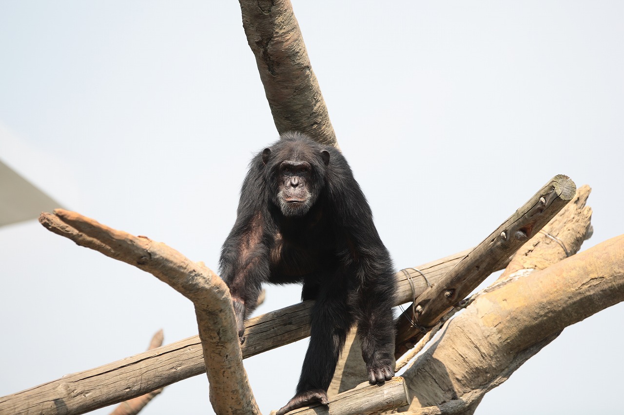 天王寺動物園　　　　　2009　08　19_d0148946_22542798.jpg