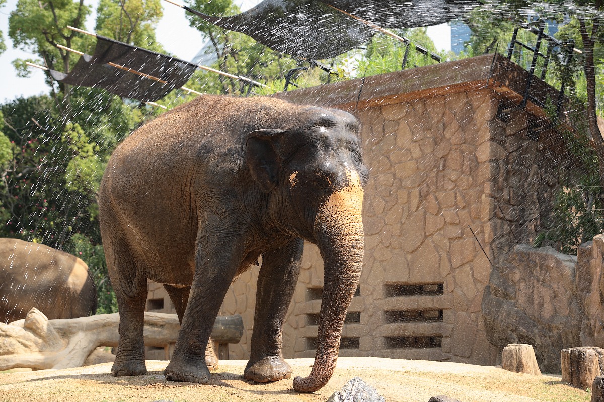 天王寺動物園　　　　　2009　08　19_d0148946_2259911.jpg