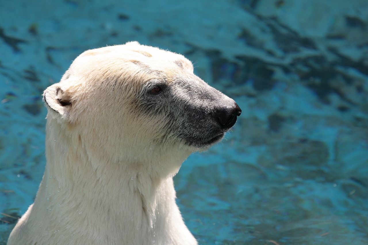 天王寺動物園　　　　　2009　08　19_d0148946_2344444.jpg