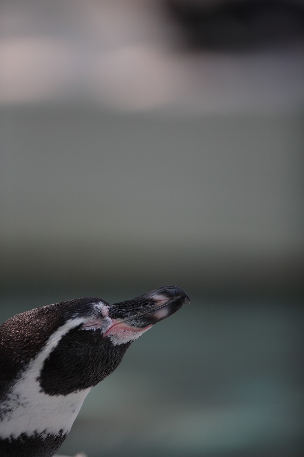 天王寺動物園　　　　　2009　08　19_d0148946_2355611.jpg