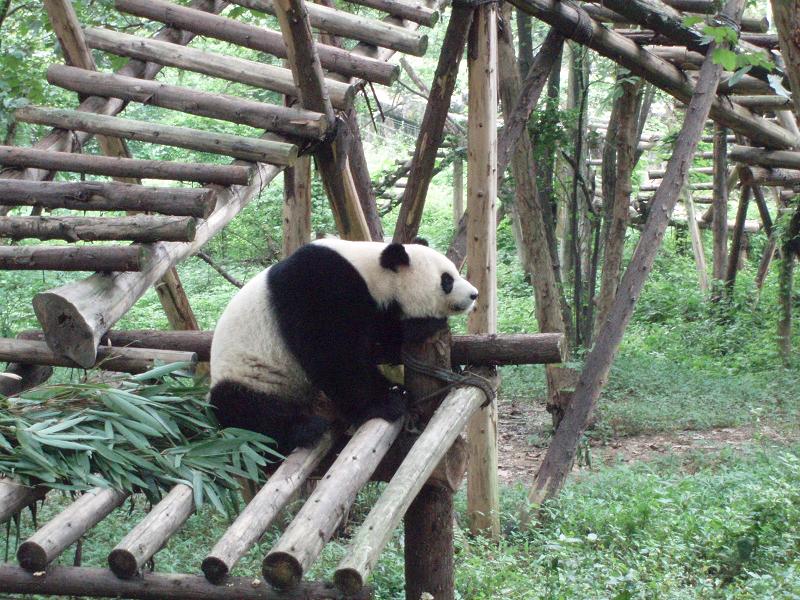 世界遺産とパンダと訪ねた中国旅行(パンダ編)_e0177649_13434831.jpg