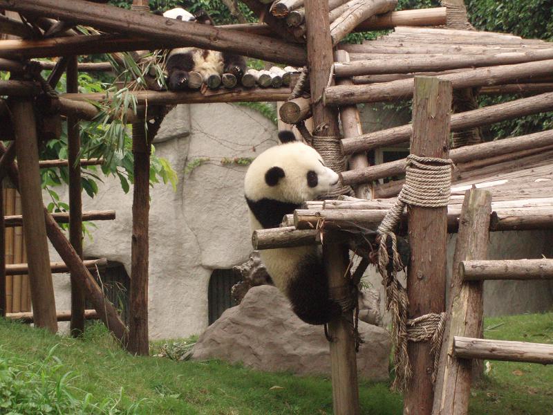 世界遺産とパンダと訪ねた中国旅行(パンダ編)_e0177649_134714100.jpg