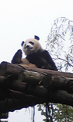 世界遺産とパンダと訪ねた中国旅行(パンダ編)_e0177649_13565741.jpg