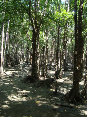 c0118352_4363867.jpg