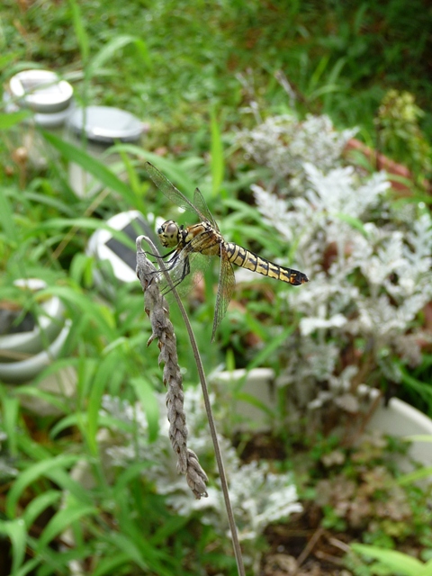 d0042474_13232754.jpg