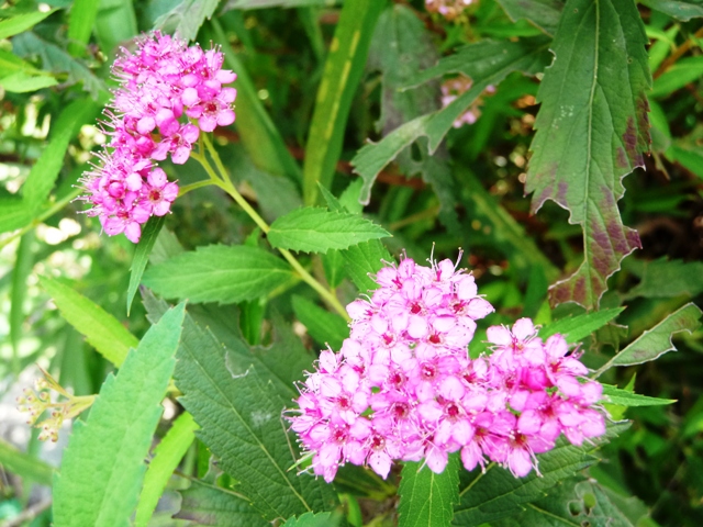 d0042474_13455162.jpg