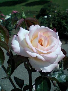 b0046200_8264844.jpg