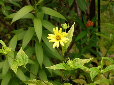 a0123003_21504026.jpg