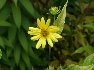 a0123003_21505066.jpg