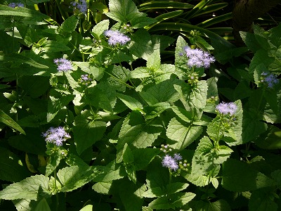 a0123003_2157571.jpg