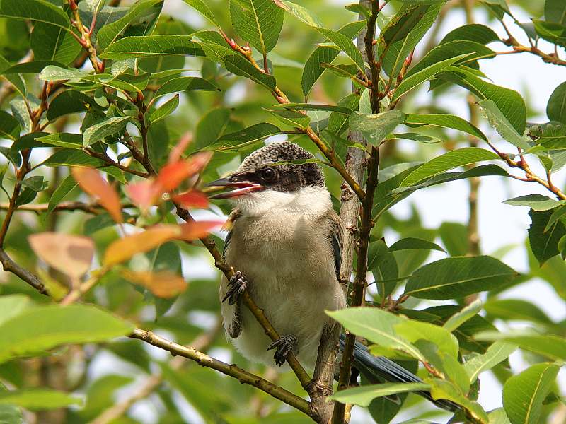 オナガ幼鳥_f0051915_22405489.jpg