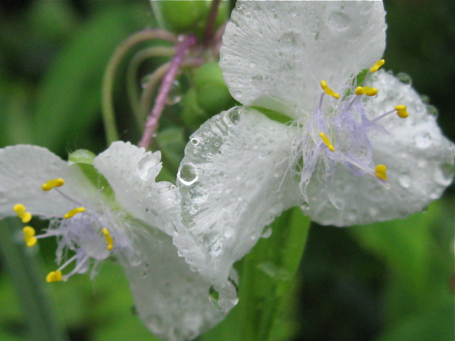 雨が降った_f0128316_7541076.jpg