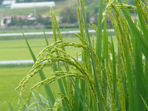 米粉田んぼは花盛り？_f0052323_1348632.jpg