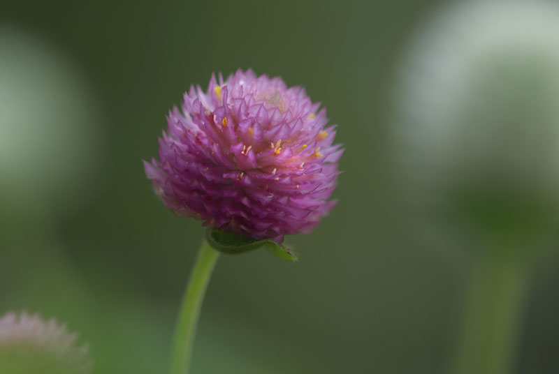 夏の花　３点_f0060531_959930.jpg