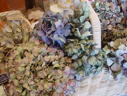 秋色紫陽花です。_f0166432_13535844.jpg