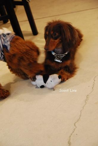 子犬の勉強会_c0099133_2337515.jpg