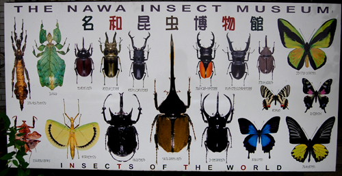 insect museum_b0013735_14495547.jpg