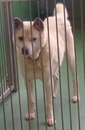 新しい飼い主さん、保護主さん探しています(8月26日殺処分予定)_a0126743_3251031.jpg