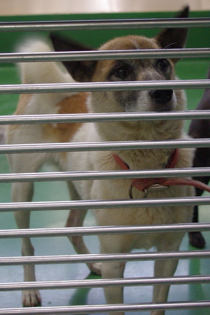 新しい飼い主さん、保護主さん探しています(8月26日殺処分予定)_a0126743_326331.jpg