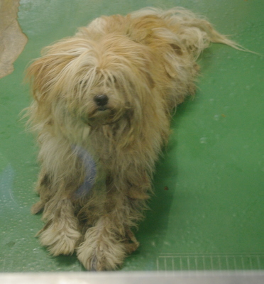 新しい飼い主さん、保護主さん探しています(8月26日殺処分予定)_a0126743_3301444.jpg