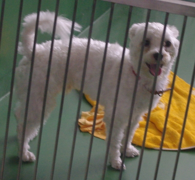 新しい飼い主さん、保護主さん探しています(8月26日殺処分予定)_a0126743_331134.jpg