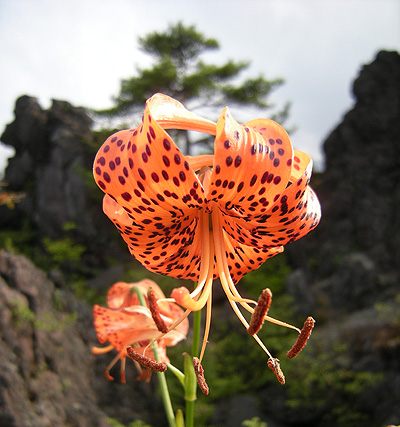 8月22日　鬼押出しの花たち_a0001354_2075611.jpg