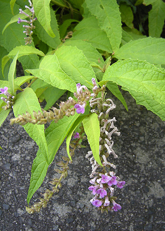 8月22日　鬼押出しの花たち_a0001354_2153549.jpg