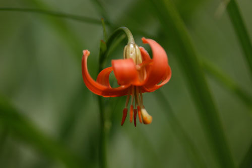 この花は　　　　　　　　　　H21.08/22　晴れ_b0038868_2225306.jpg