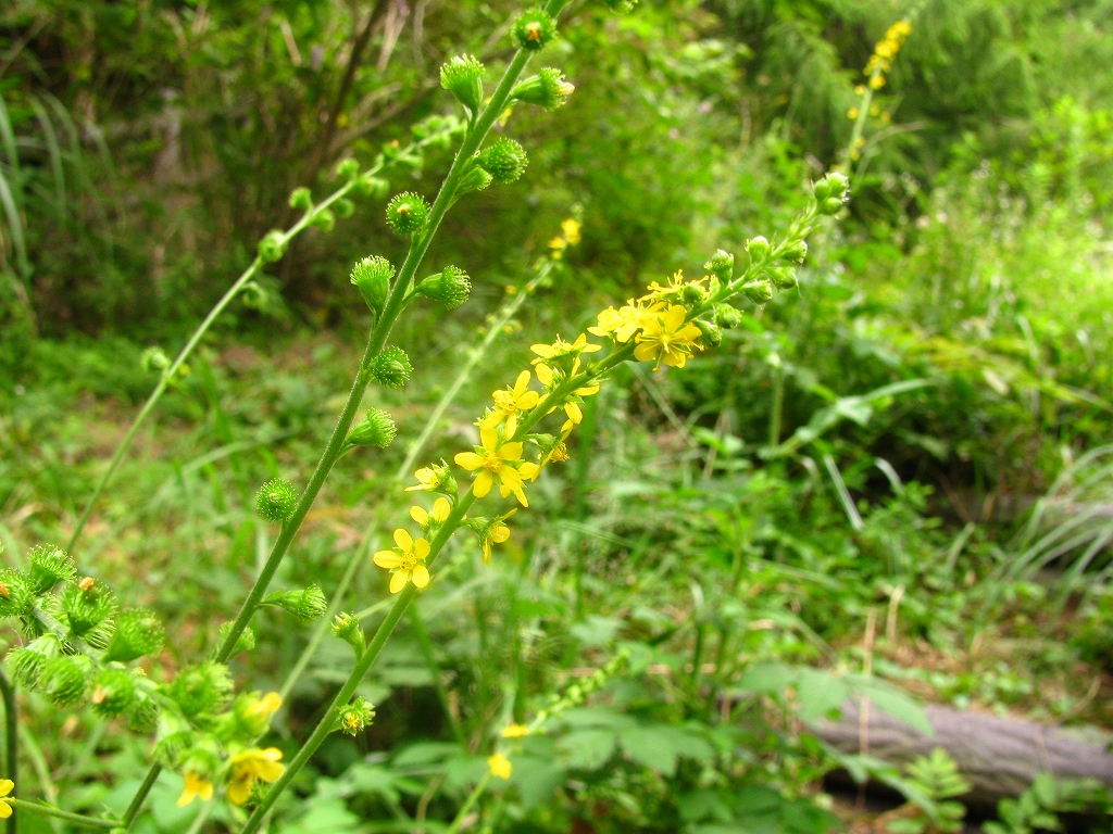 e0024081_17192231.jpg