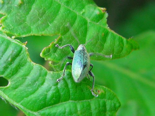 シロコブ象虫,ヒメシロコブ象虫,リンゴコフキ象虫,ミヤマヒゲボソ象虫,コブヒゲボソ象虫_d0088184_12264884.jpg