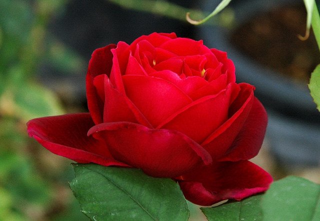 b0169987_2094684.jpg