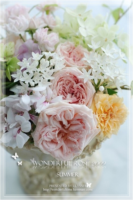 　♥・・・Wonderful Roses 2009 in Summer ・・・♥_a0108795_23313363.jpg