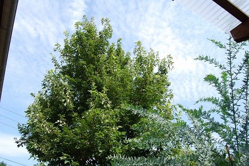 c0124100_17592546.jpg