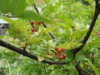 b0176111_230396.gif
