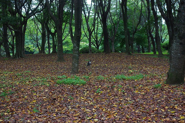 d0147812_16505670.jpg