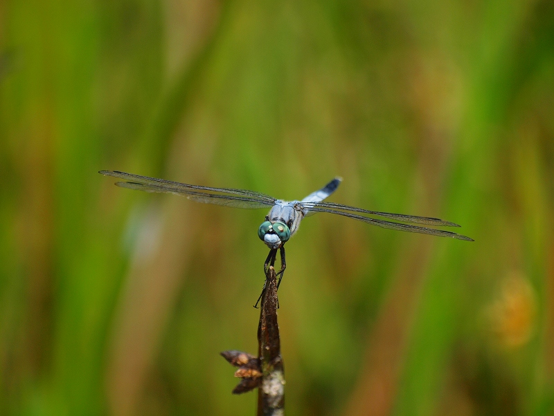 d0059213_8594842.jpg