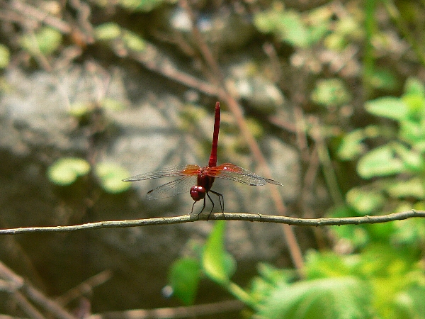 e0002314_2336502.jpg