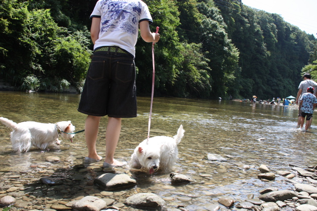 養老渓谷で川遊び 白にまっ黒おめめと黒いはな 茶犬のガブリン