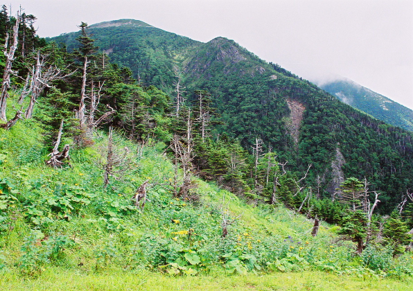 南アルプス南部の山々_a0113718_11531768.jpg