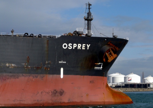 OSPREY_e0158925_2035469.jpg