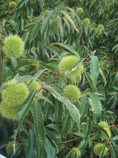 f0161337_8391427.jpg