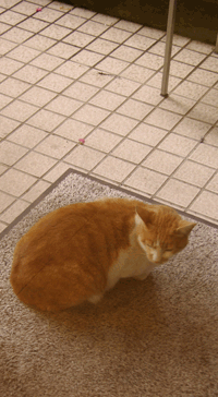 f0159844_15455416.gif