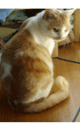 f0159844_16132119.gif