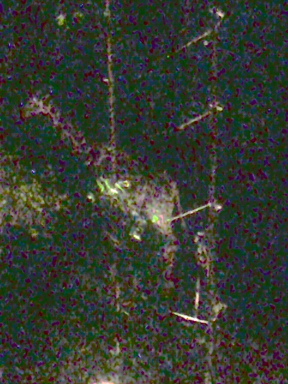 b0055151_98111.jpg