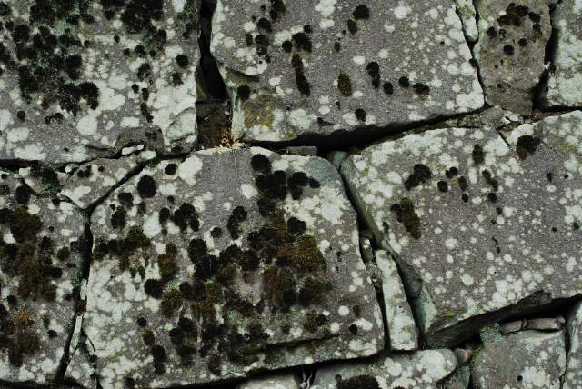 b0146751_21161521.jpg