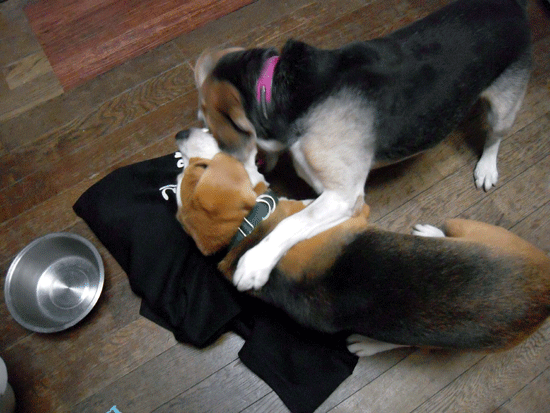 b0005652_105654100.gif