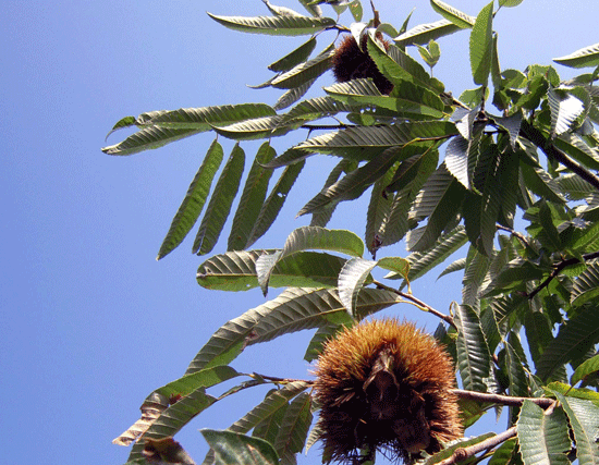 b0005652_10584825.gif